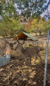 δασικό πάρκο ολύμπου ελαφάκια