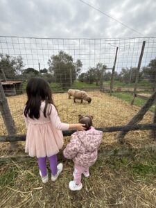 φάρμα με ζωάκια για παιδιά στο pony park λητή