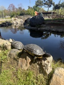 Χελώνες στο πεδιον του Άρεως Θεσσαλονίκης