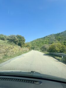 δάσος κουρί δρόμος