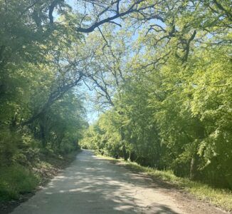 δάσος κουρί ασβεστοχώρι