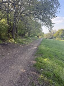 δάσος κουρί ασβεστοχώρι