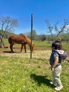 πολυθέαση βέροια ζωάκια