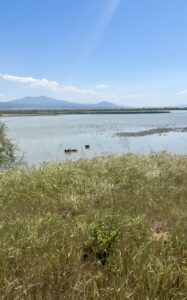 λιμνοθάλλασα καλοχωρίου