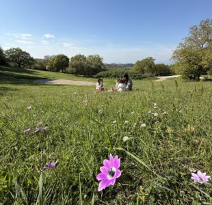 πάρκο κουρί ασβεστοχώρι